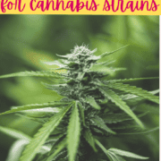 A picture of a cannabis plant with text that says: How to Write a Plant Monograph with a Focus on Cannabis Strains