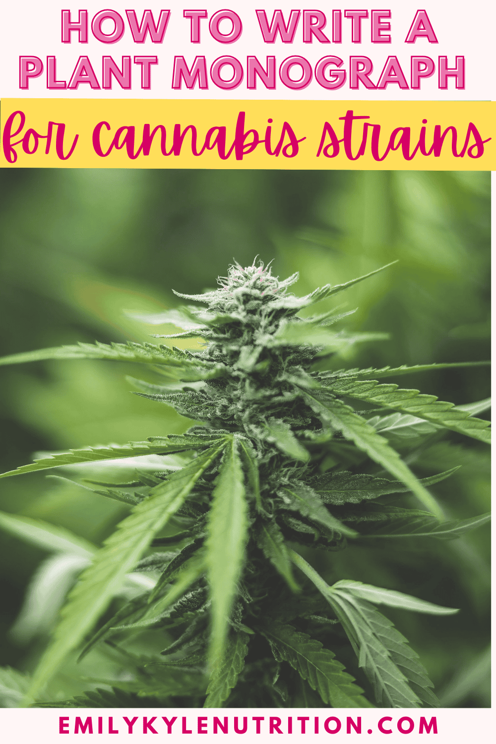 A picture of a cannabis plant with text that says: How to Write a Plant Monograph with a Focus on Cannabis Strains