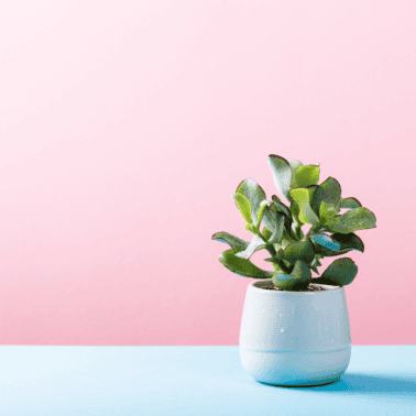 A picture of a succulent with a pink background.