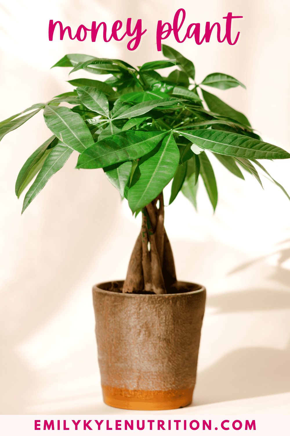 A picture of a money plant.