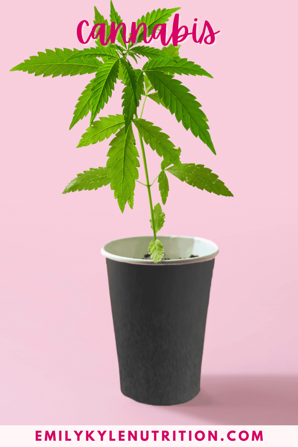 A picture of a cannabis plant.