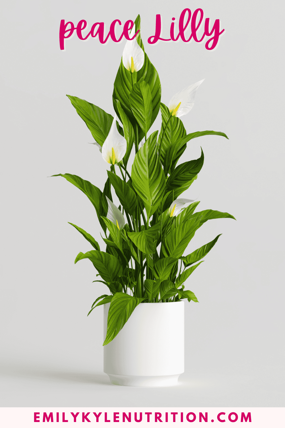 A picture of a peace Lilly.