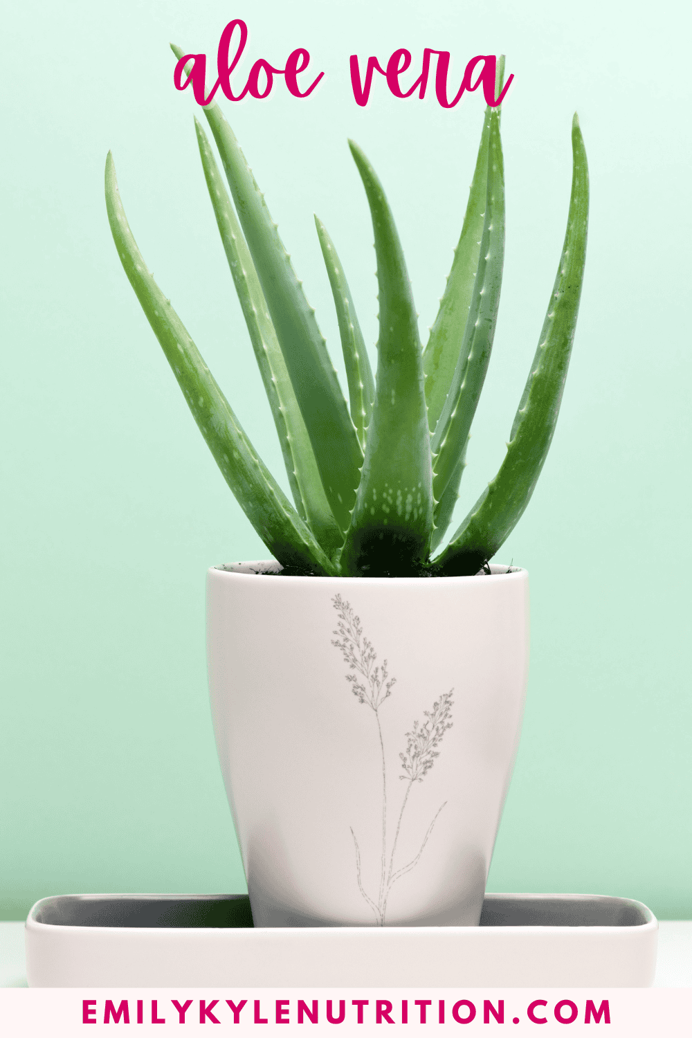 A picture of Aloe Vera.