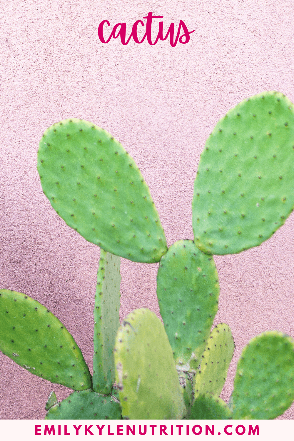 A picture of a cactus. 