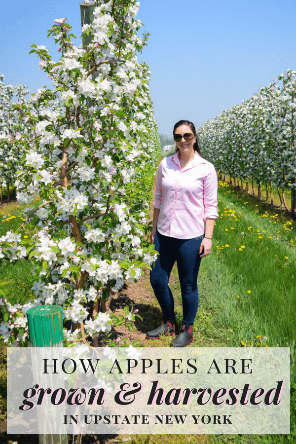 Learn more about locally grown New York Apples on an Upstate, NY Apple Farm Tour with nutritionist Emily Kyle and New York Apple Sales.