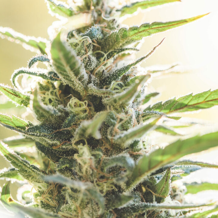 Cannabis Decarboxylation by Emily Kyle