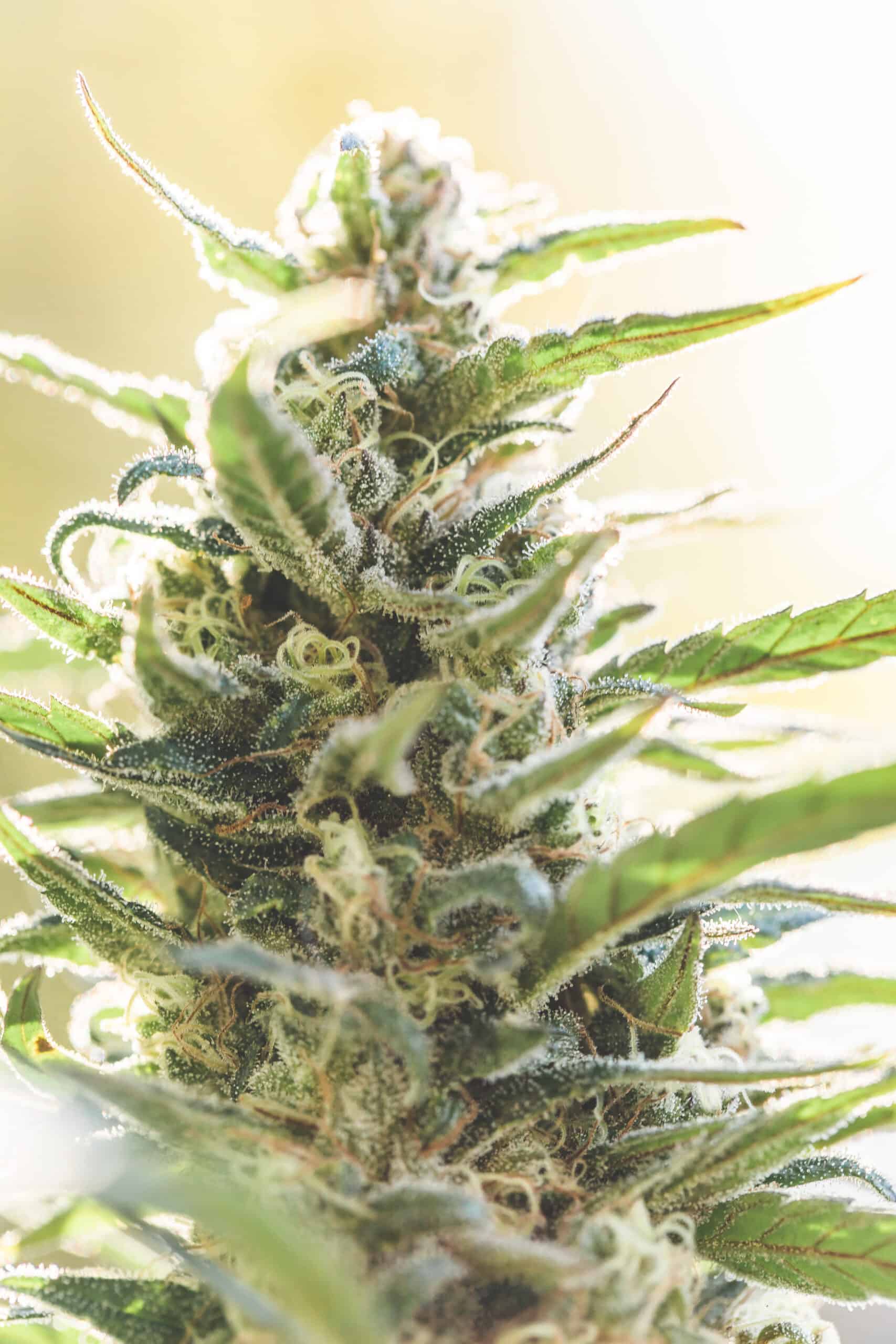 When To Harvest Cannabis With Perfect Timing