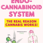 Endocannabinoid System