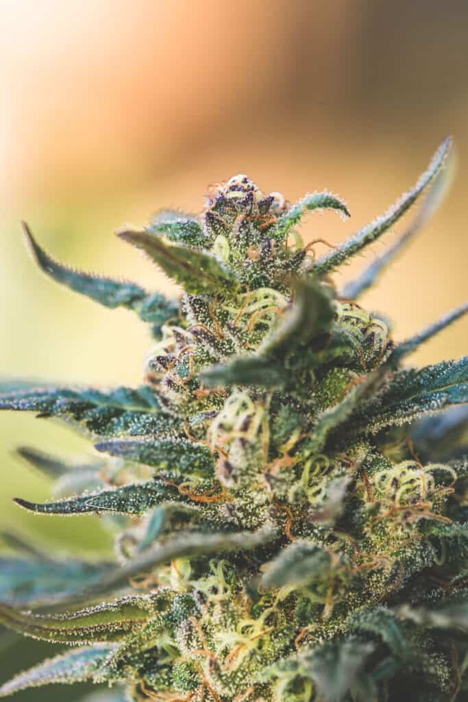 New to Cannabis? Start Your Journey Here! » Emily Kyle Nutrition