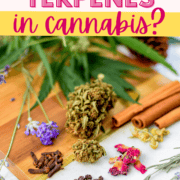 A picture of different herbs with text that says what are terpenes in cannabis?