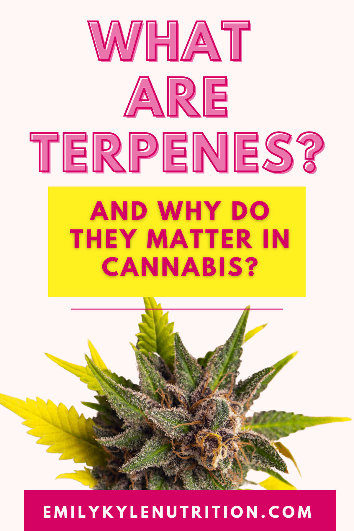 What Are Terpenes?
