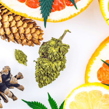 A picture of a pink background with cannabis and pine cones and oranges.