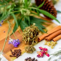 What Are Terpenes