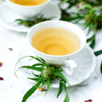 A white teacup full of cannabis tea with a cannabis plant