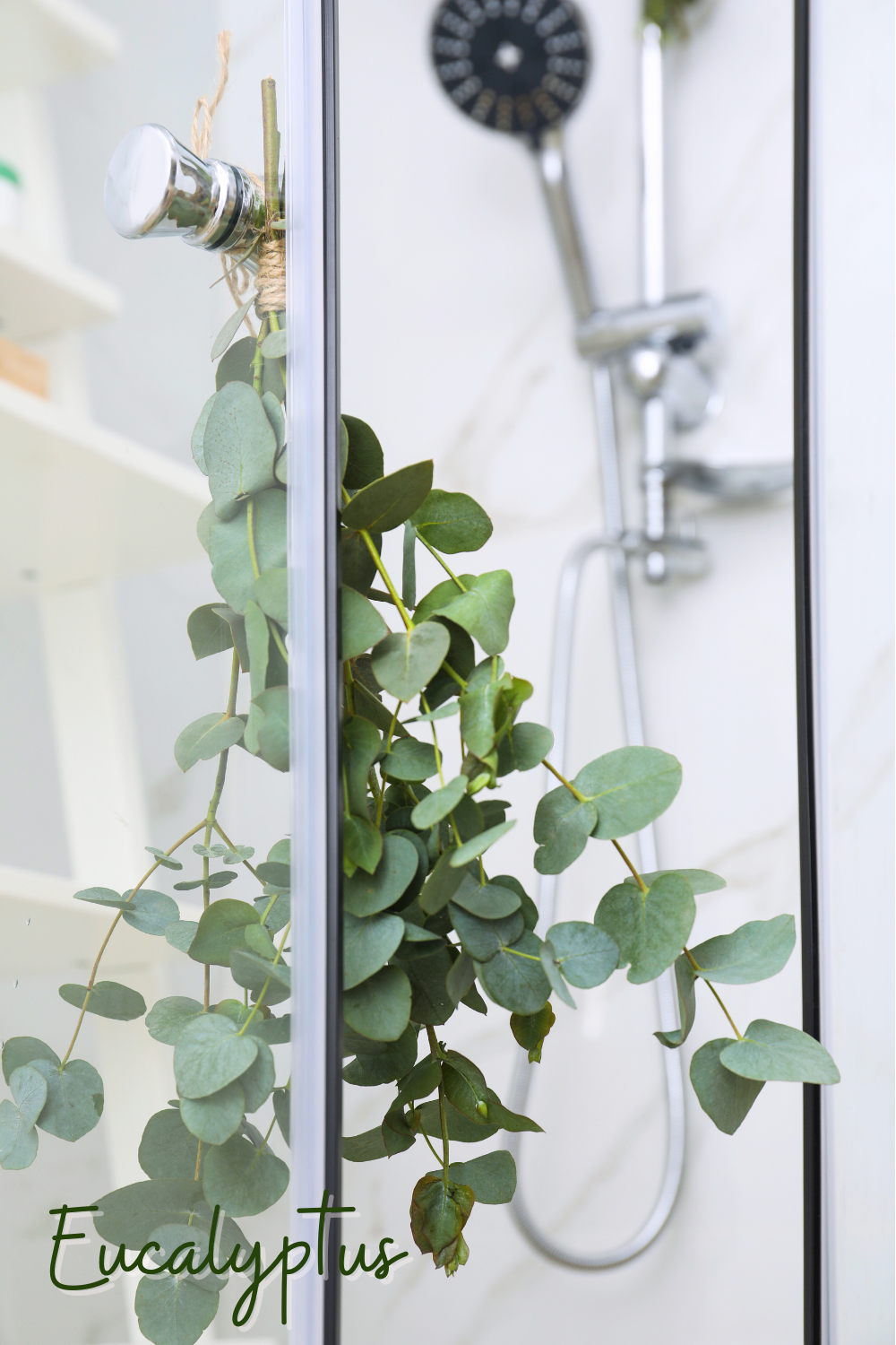 plants to hang in the shower