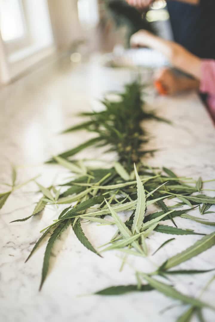 How To Use Trim & Sugar Leaves To Make Edibles » Emily Kyle Nutrition