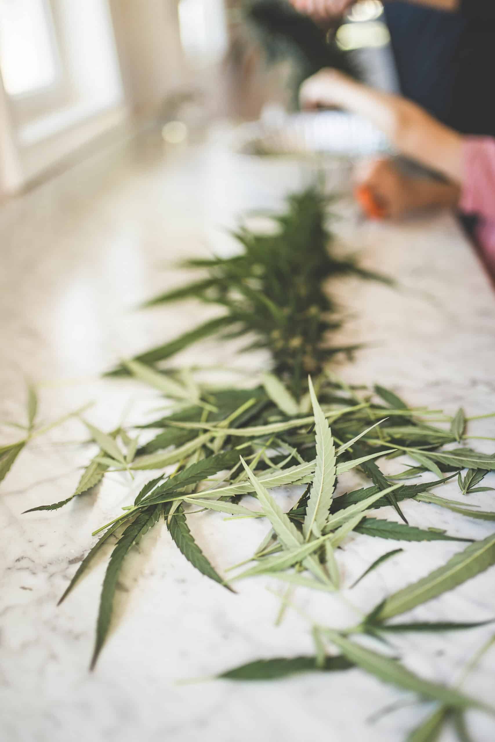 Cannabis Fan Leaves on Table