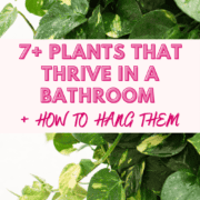 A picture of a pothos plant with text that says Plants That Thrive in a Bathroom