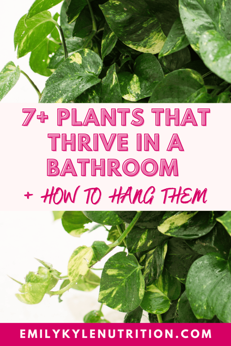 7 Plants That Thrive in a Bathroom + How to Hang Them » Emily Kyle, MS, RDN