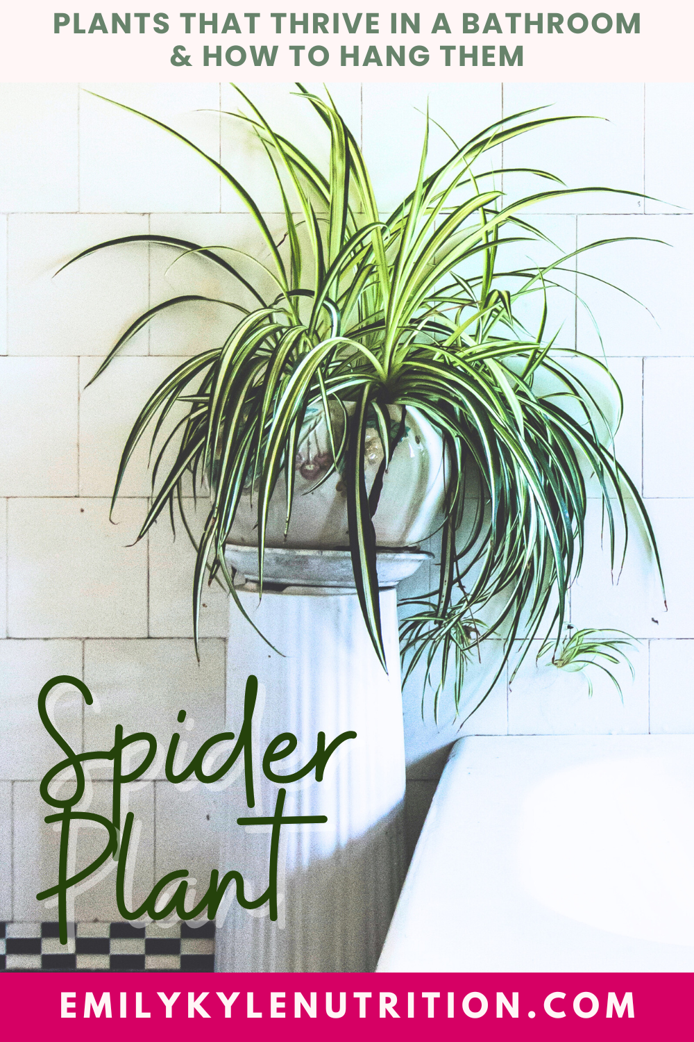 A picture of a spider plant hanging in a bathroom.