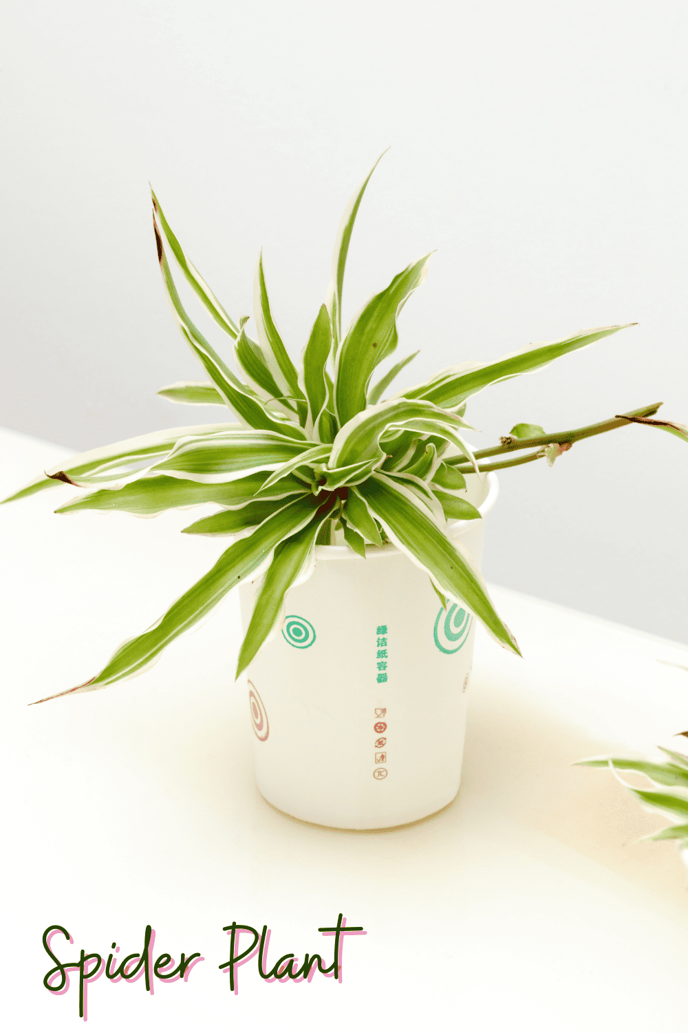 A picture of a spider plant in a bathroom.