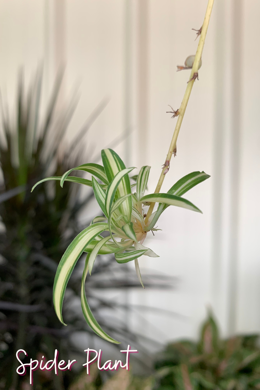 A picture of a spider plant in a bathroom.