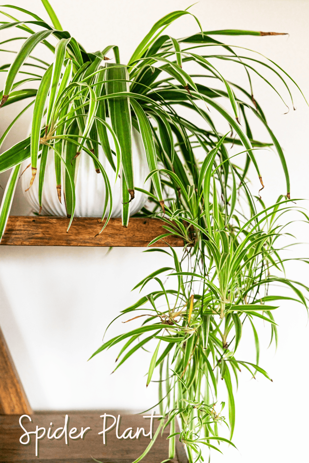 A picture of a spider plant in a bathroom.
