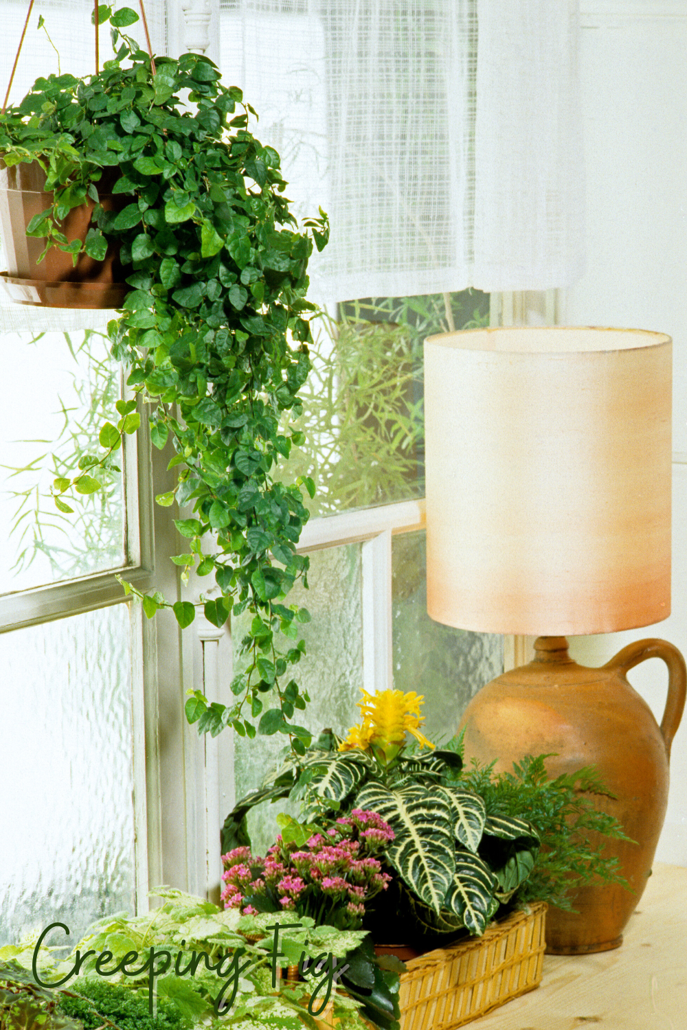 A picture of a creeping fig growing in a bathroom.