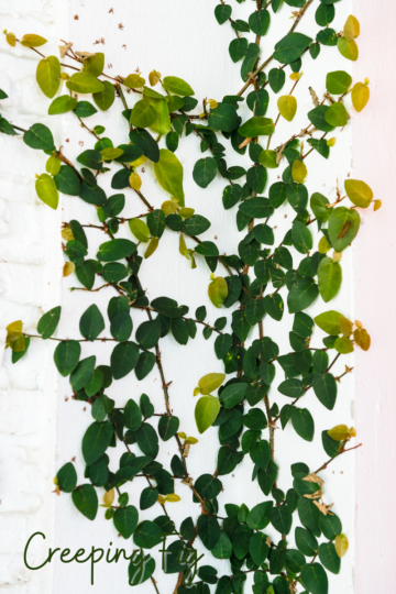 7 Plants That Thrive in a Bathroom + How to Hang Them » Emily Kyle, MS, RDN