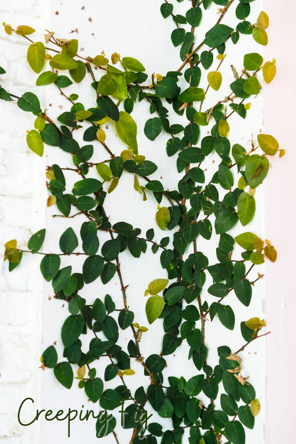 A picture of a creeping fig growing in a bathroom.