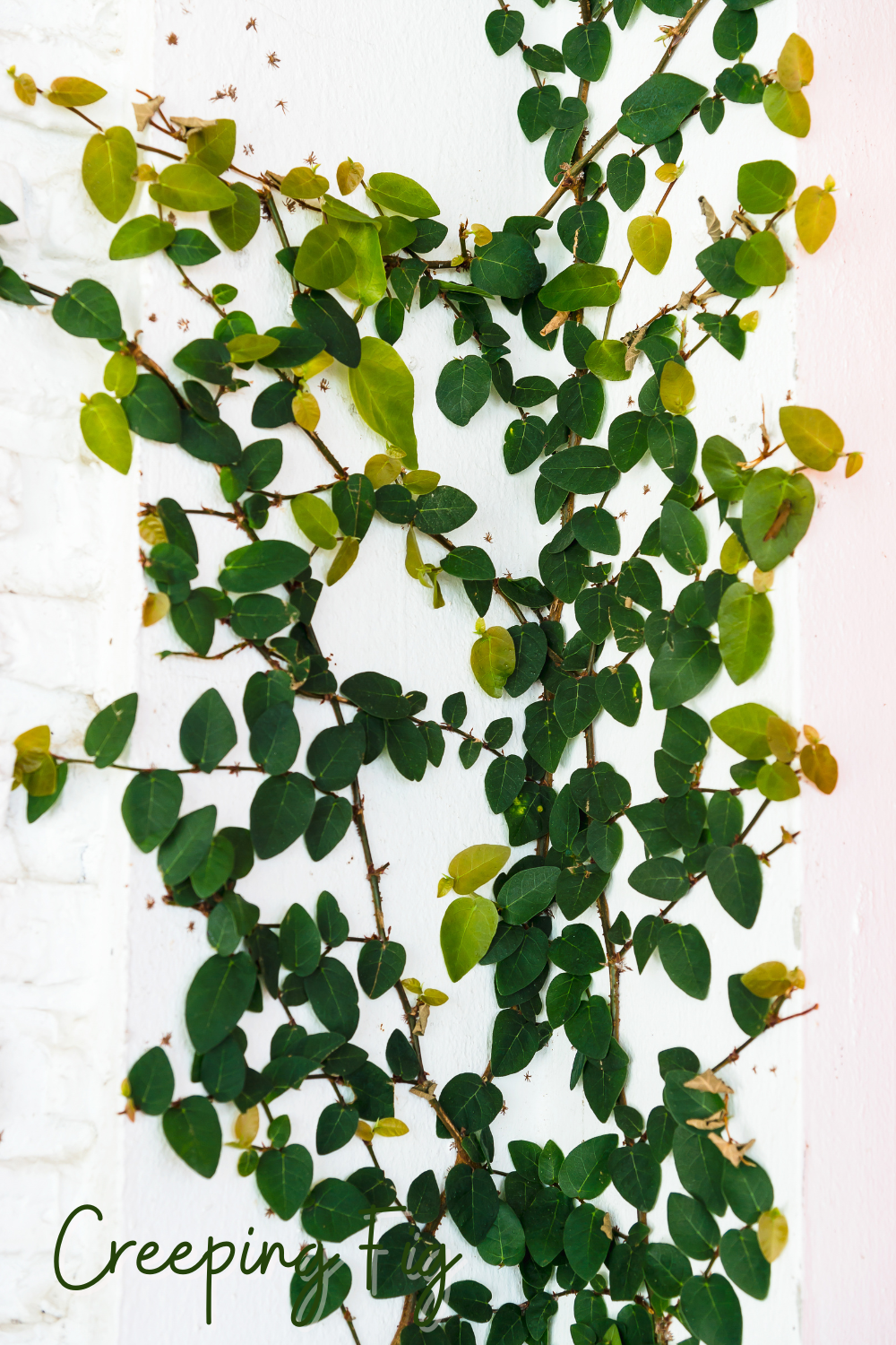 plants to hang in the shower