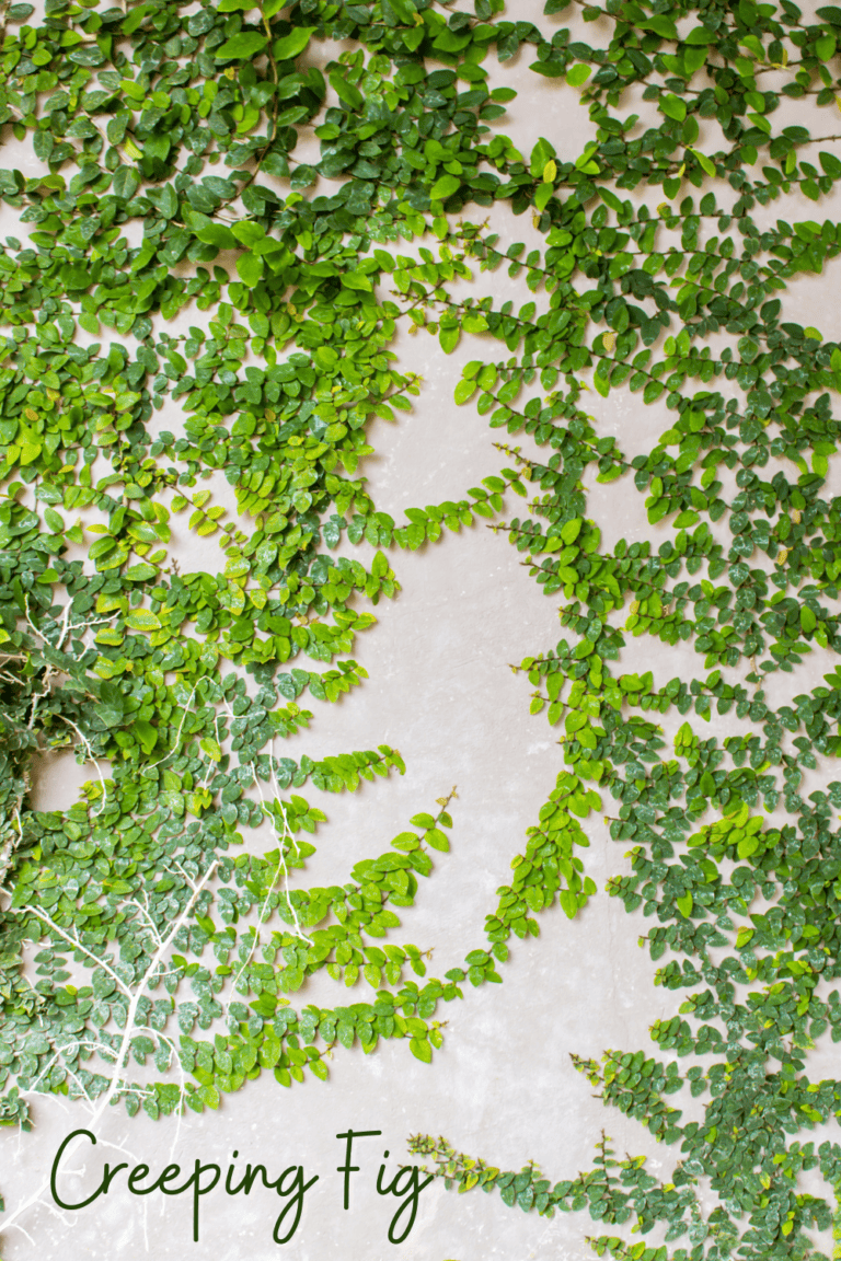 7 Plants That Thrive in a Bathroom + How to Hang Them » Emily Kyle, MS, RDN