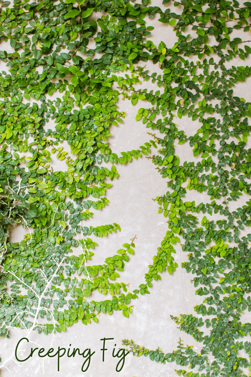 A picture of a creeping fig growing in a bathroom.