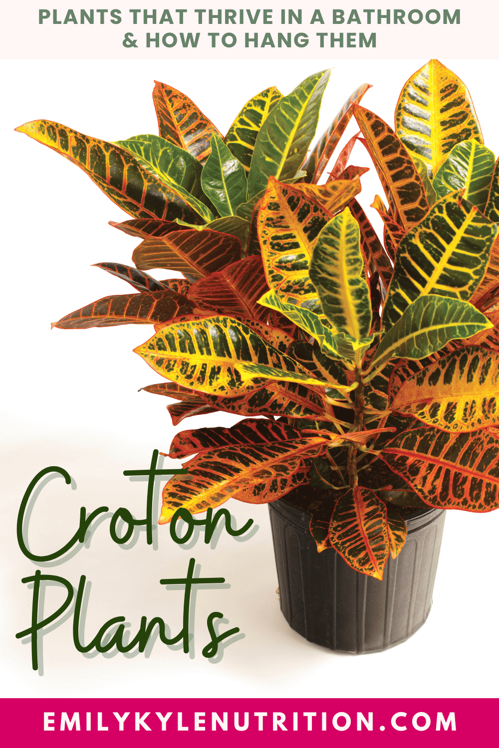 A picture of a croton plant growing in a bathroom.