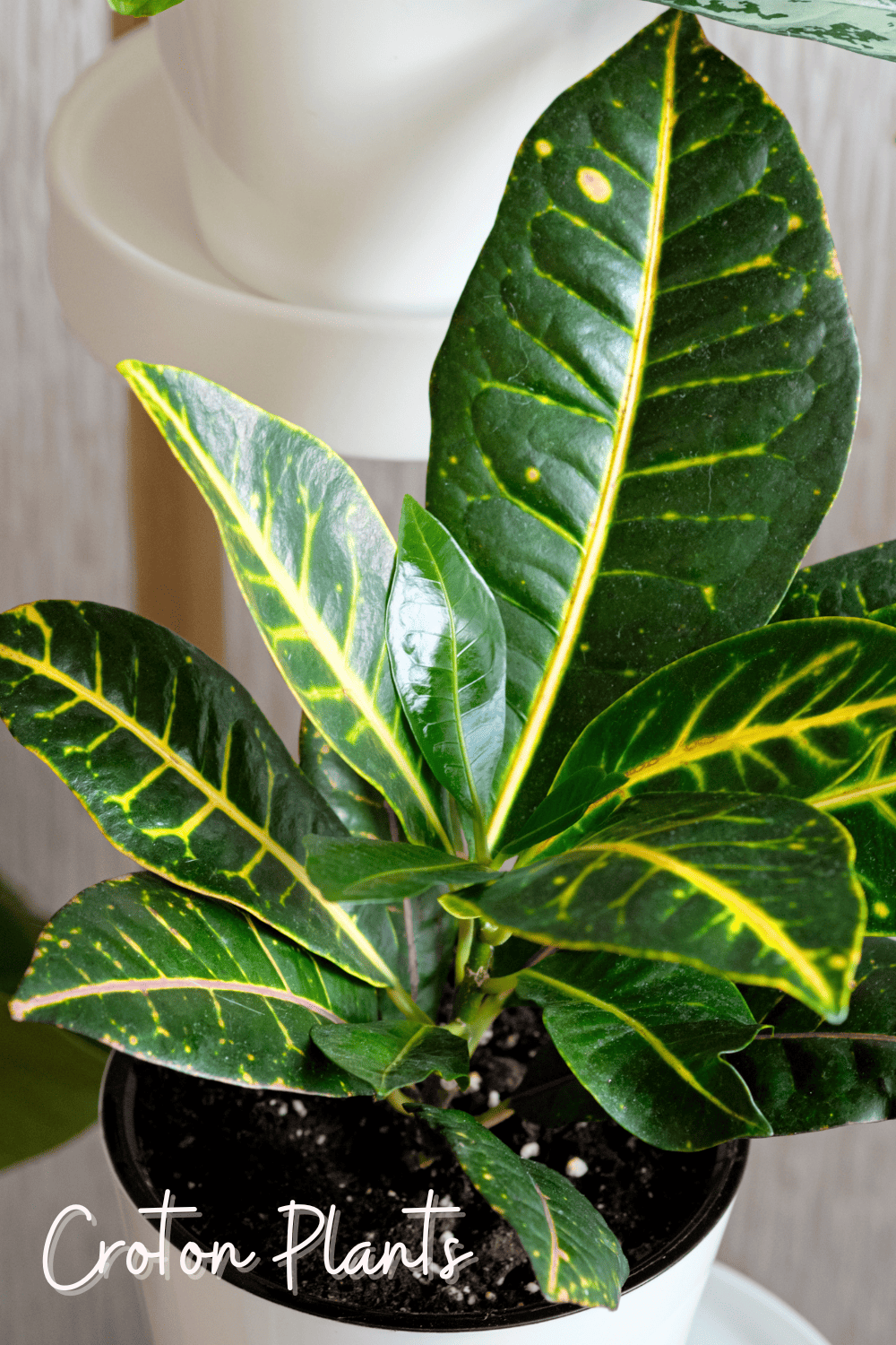 A picture of a croton plant growing in a bathroom.