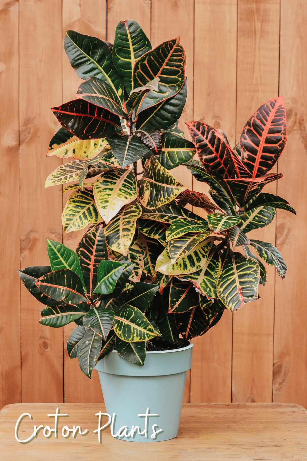 A picture of a croton plant growing in a bathroom.