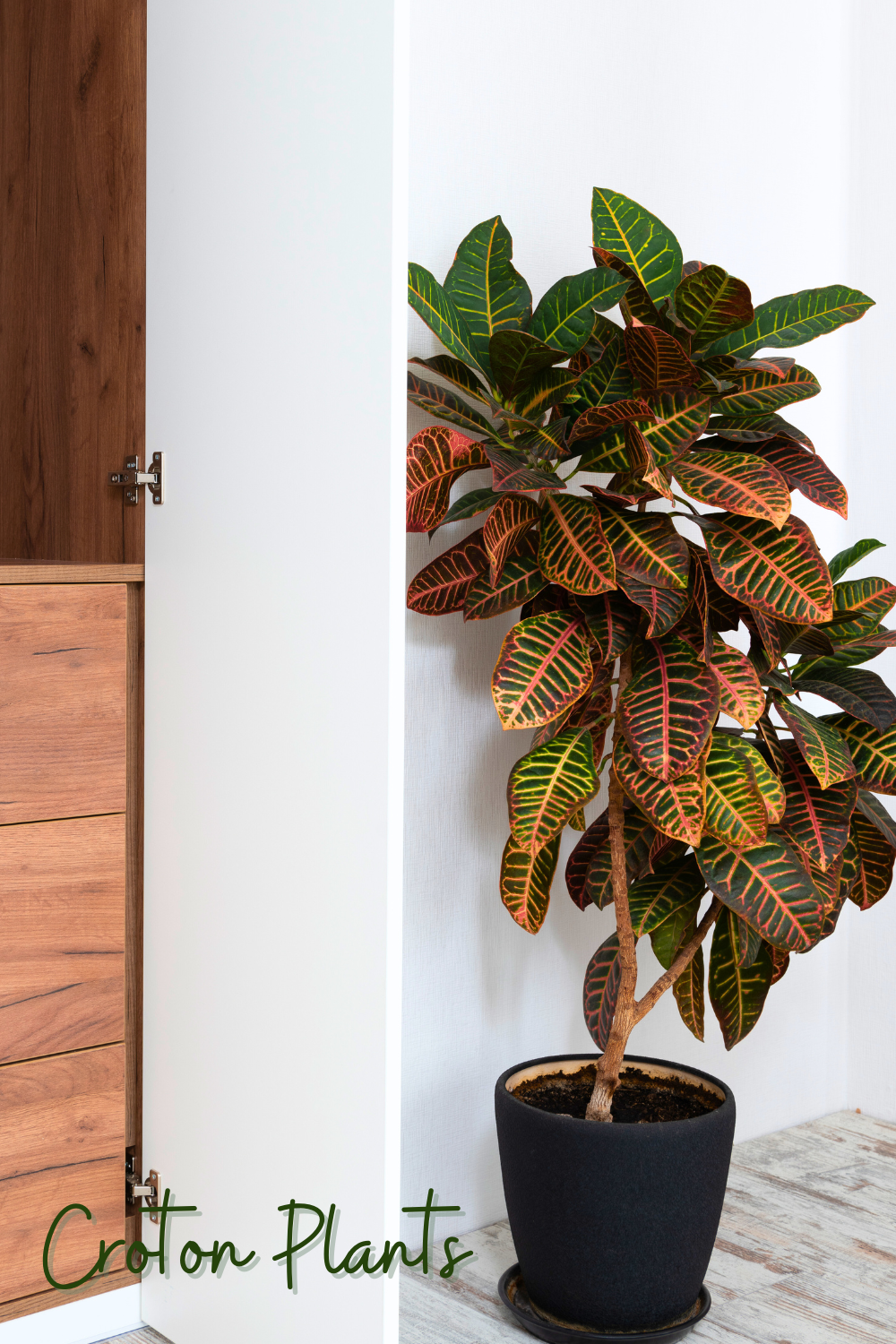 A picture of a croton plant growing in a bathroom.