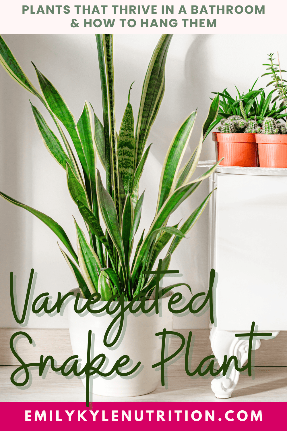 A picture of a variegated snake plant in a bathroom.