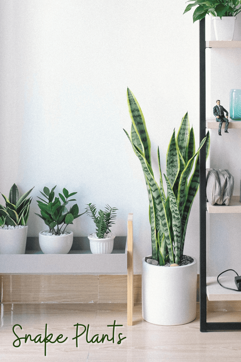 A picture of a variegated snake plant in a bathroom.