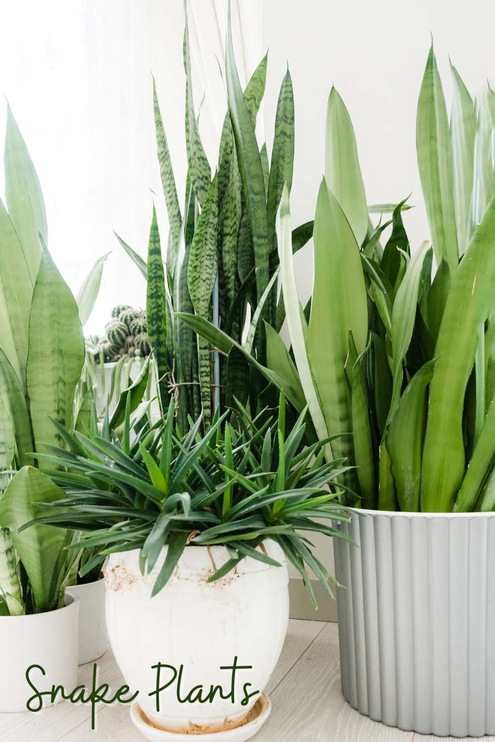 A picture of a variegated snake plant in a bathroom.