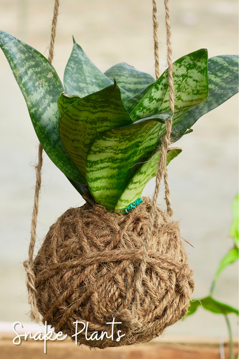 plants to hang in the shower