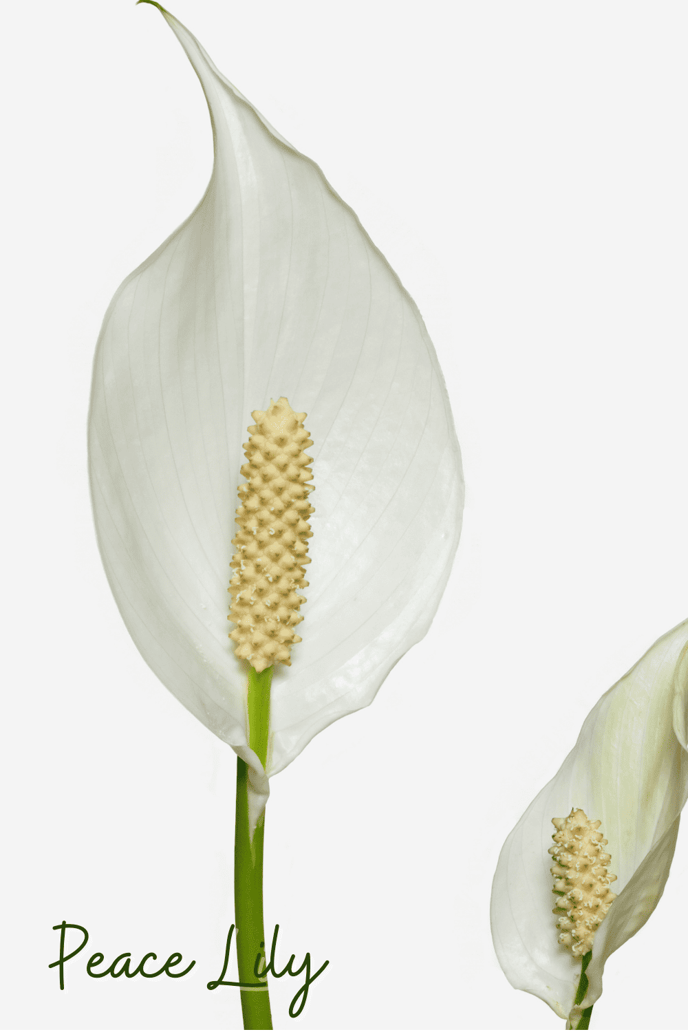 A picture of a peace lily in a bathroom.