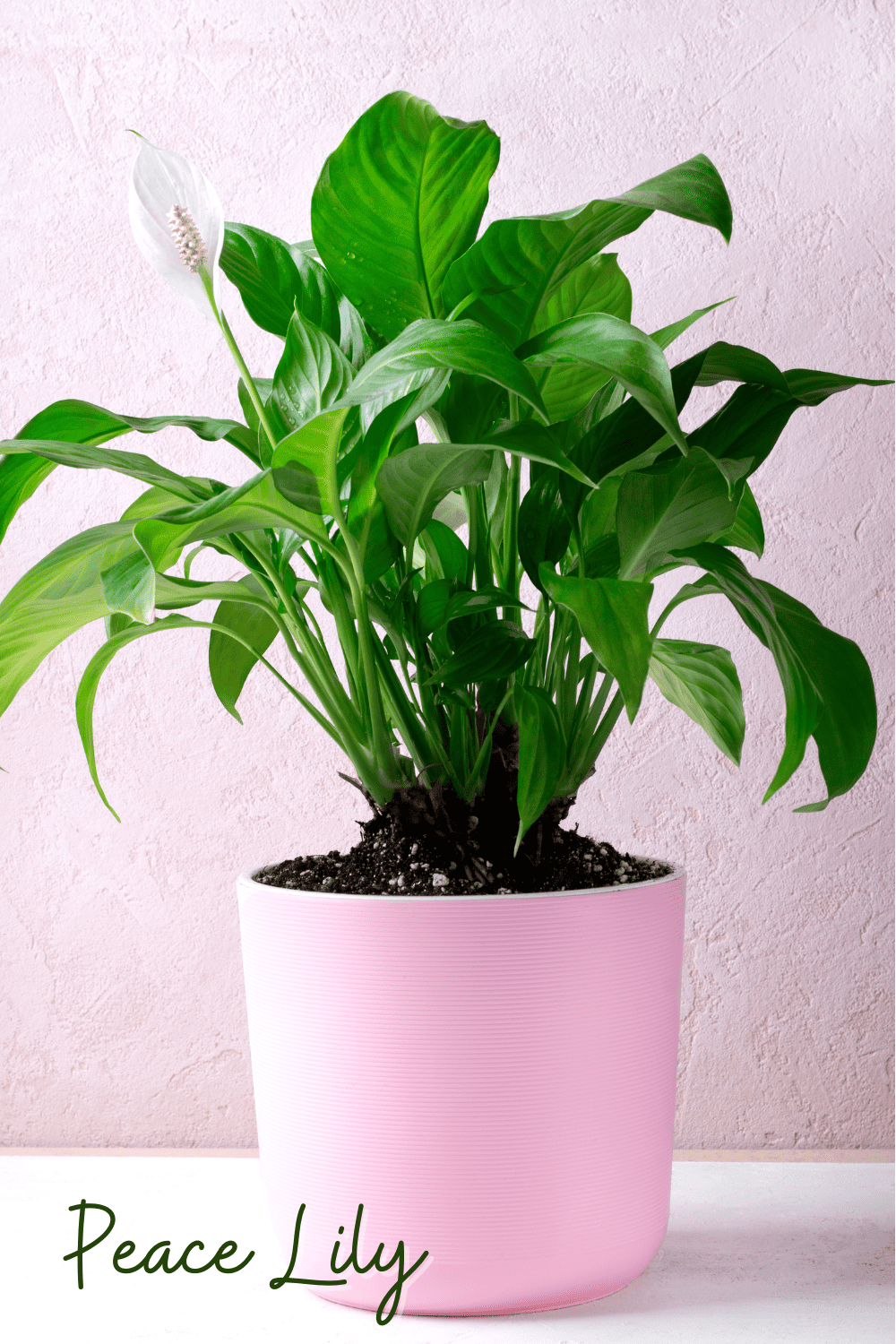 A picture of a peace lily in a bathroom.