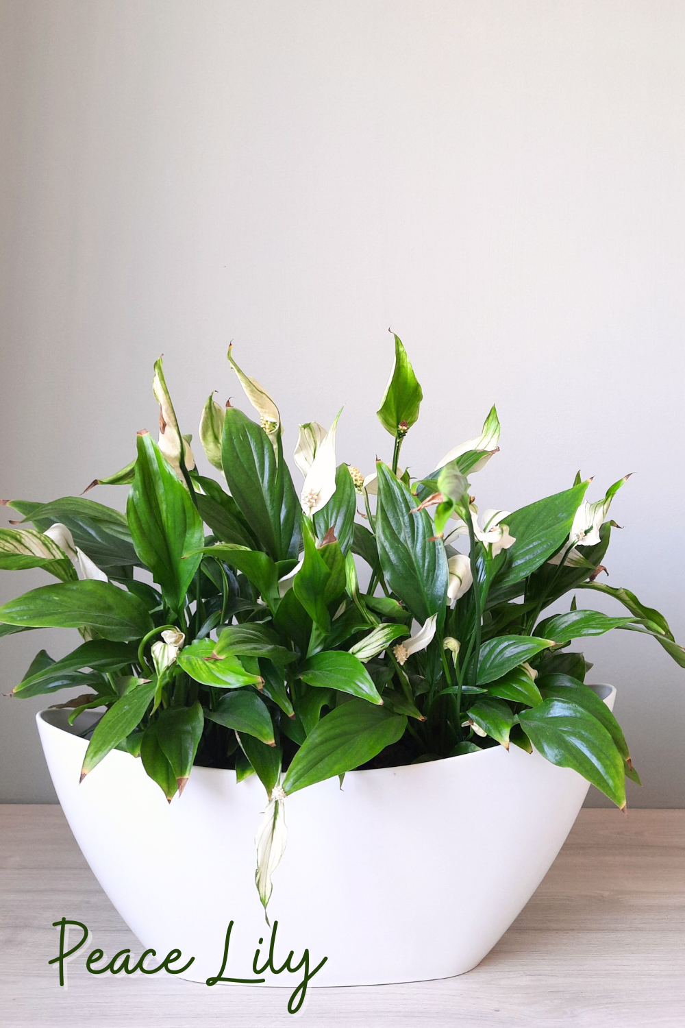 A picture of a peace lily in a bathroom.