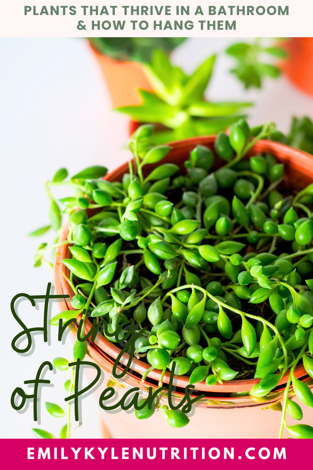 A picture of a string of pearls plant in a bathroom.