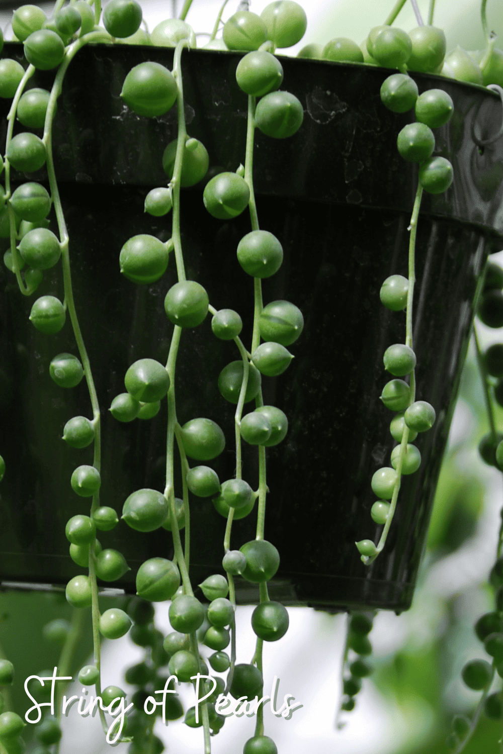 A picture of a string of pearls plant in a bathroom.