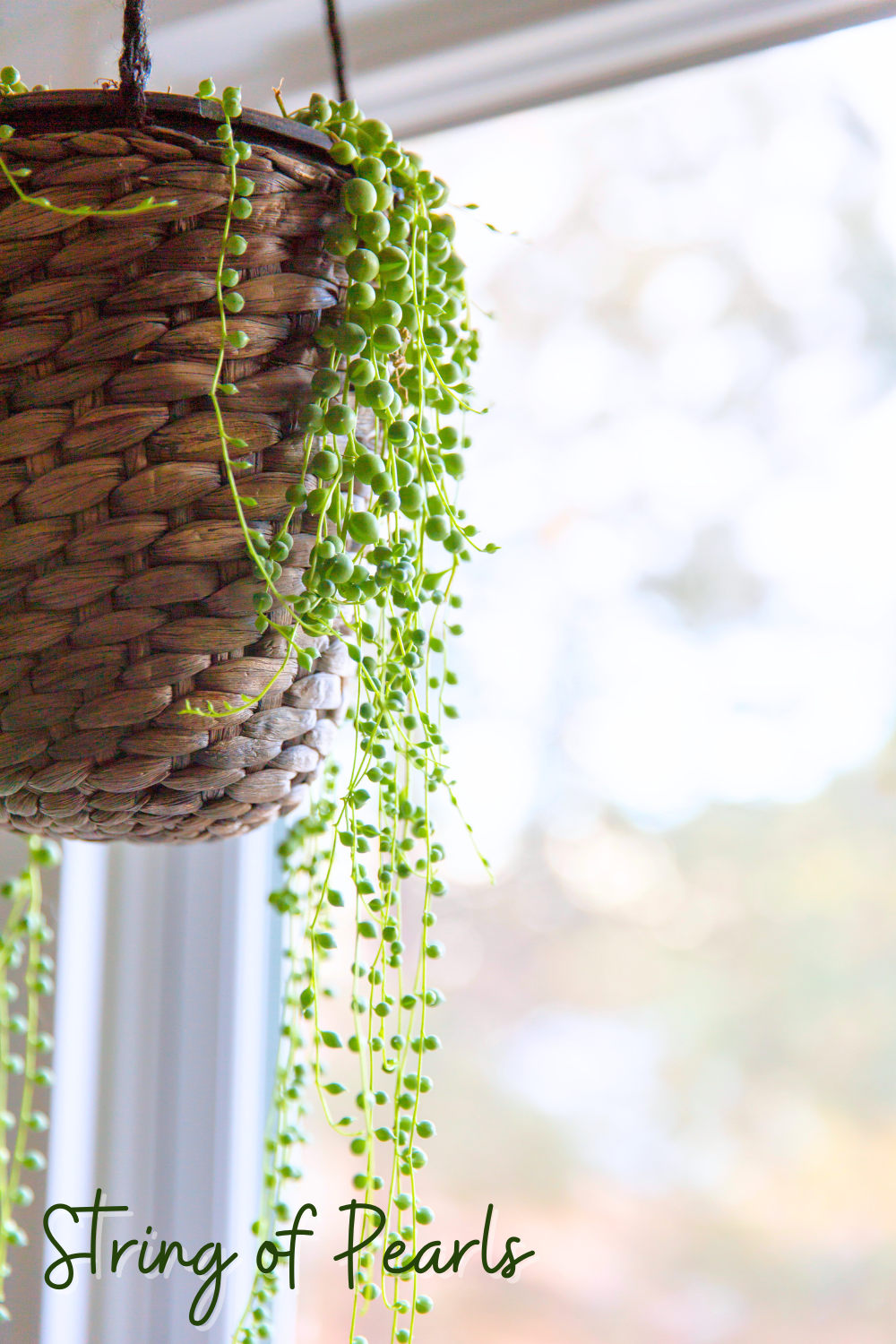 A picture of a string of pearls plant in a bathroom.