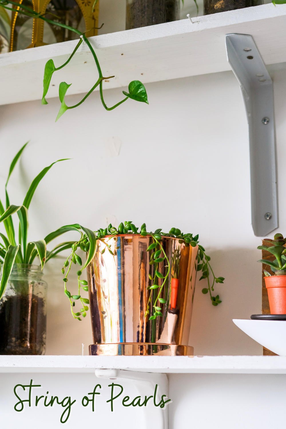 A picture of a string of pearls plant in a bathroom.