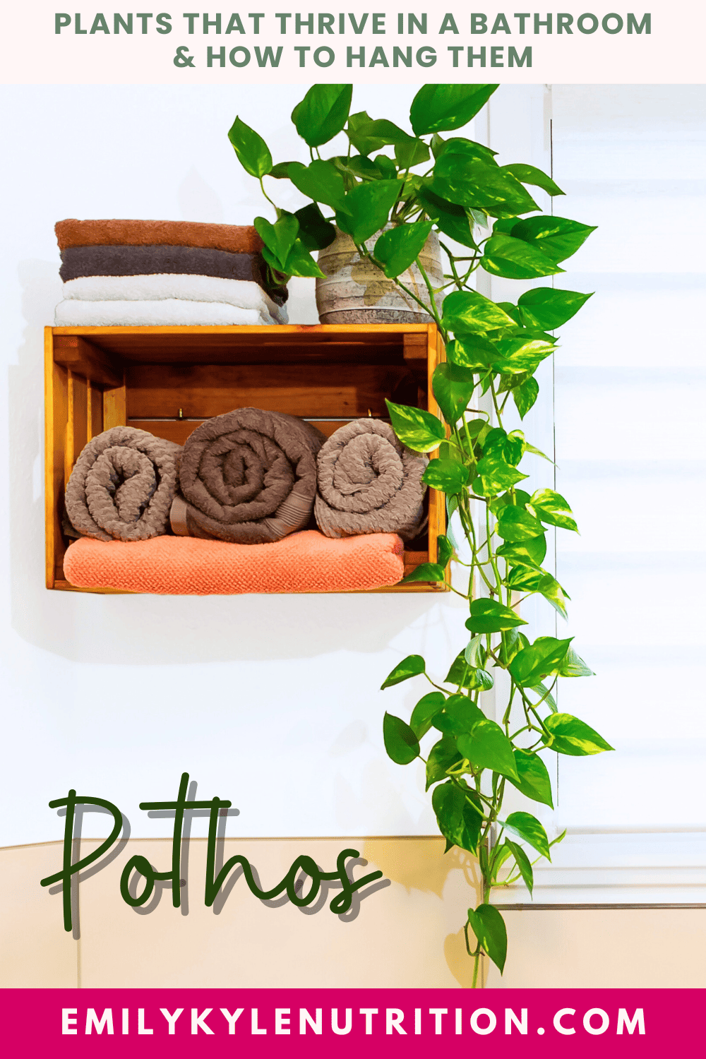 A picture of a pothos plant hanging in a bathroom.