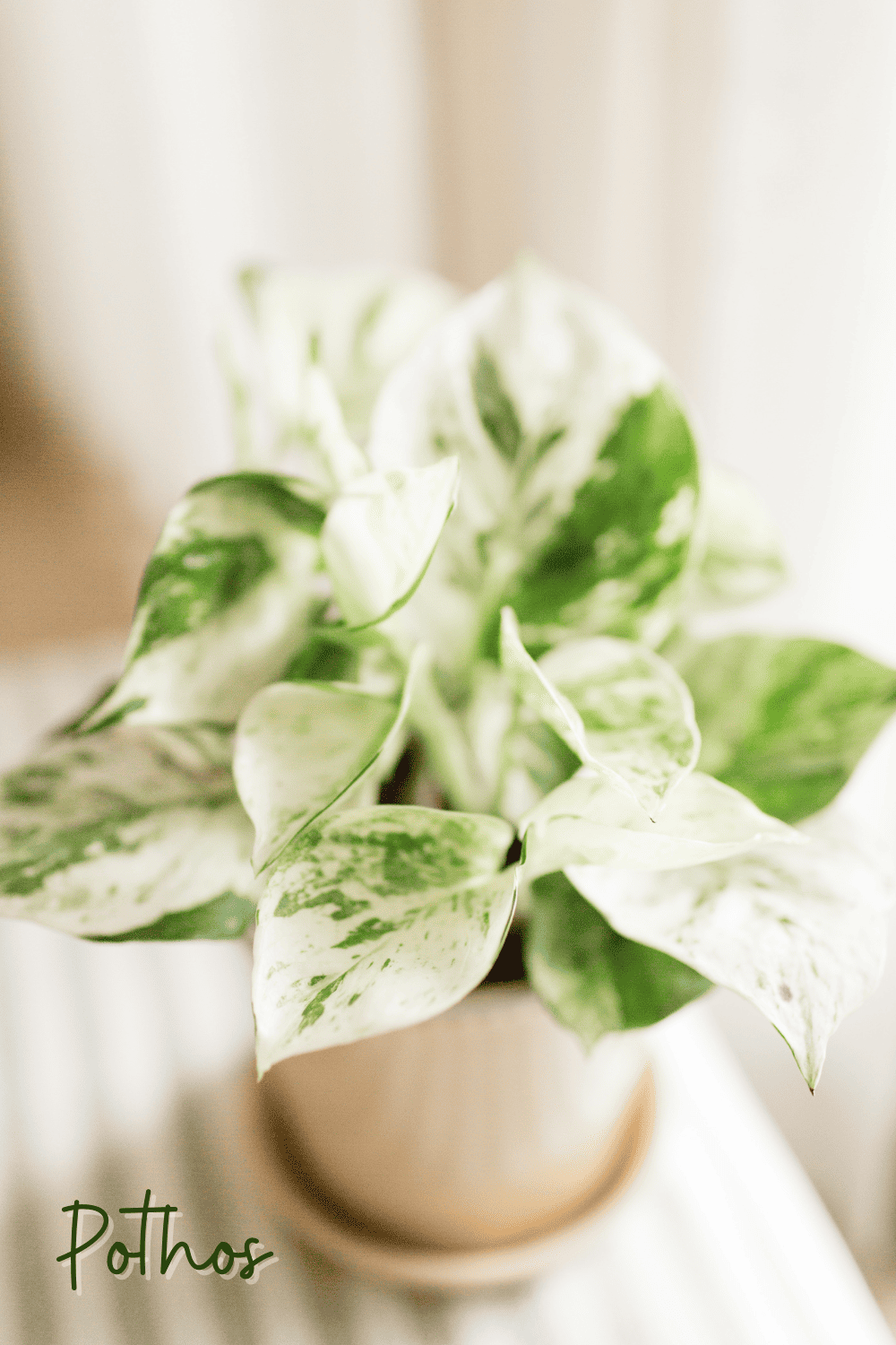 A picture of a pothos plant hanging in a bathroom.